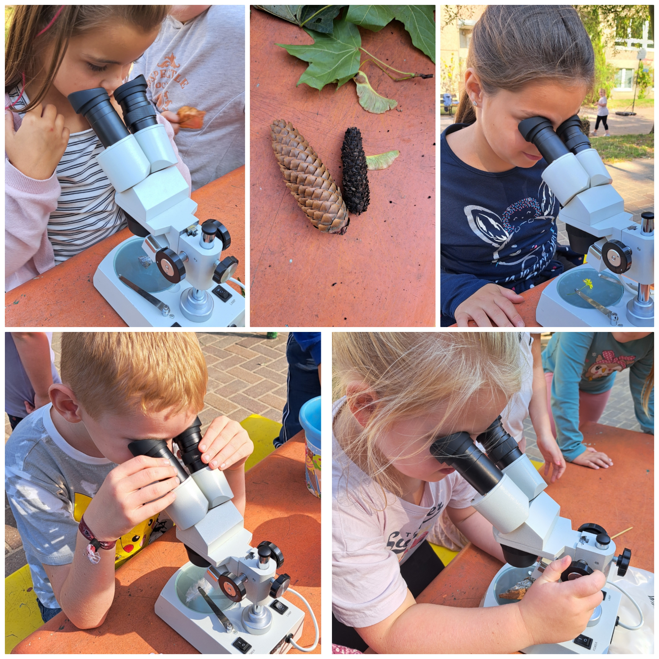 Mikroskop photocollage_2024919173846966