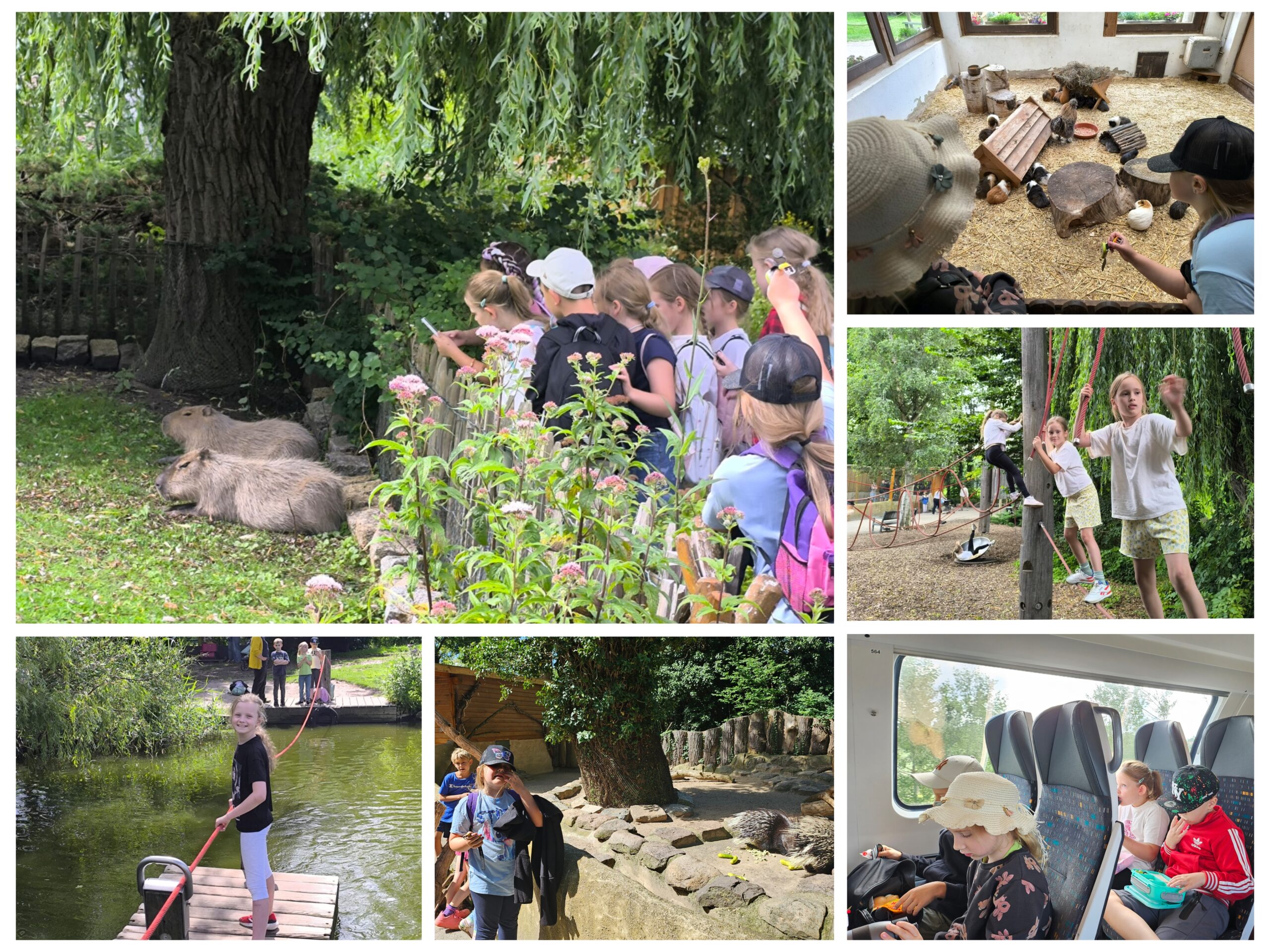 Collage mit verschiedenen Bildern aus dem Tierpark